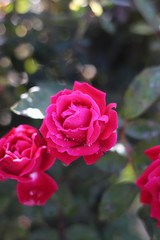 Rose with Rain