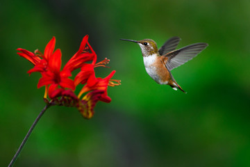 Hummingbird in flight