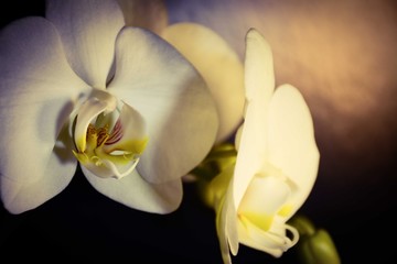 Fototapeta na wymiar Beautiful white romantic orchids on a dark background with backlight