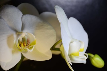 Blooming white orchid flowers with buds on a dark background