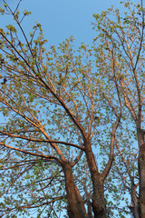 Springtime Buds on Tree Vertical