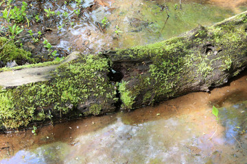 Green Moss on a Log