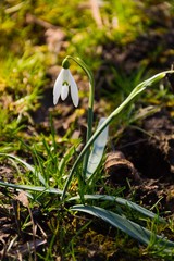  Beautiful delicate white snowdrop flower in early spring in the sun in the forest