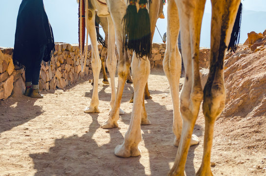 Long camel legs standing on a dirt road