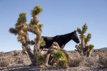 wild horse with joshua trees in Nevada desert