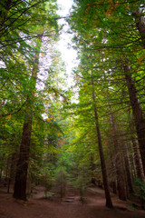High redwoods in a forest from Cantabria, Spain