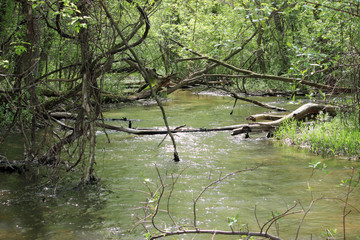 Springtime in the Forest 1