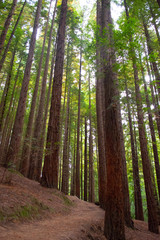 Fototapeta na wymiar High redwoods in a forest from Cantabria, Spain