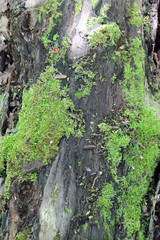 Green Moss on an Old Tree