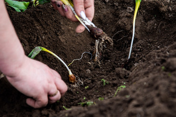 planting seedlings of pins in the soil. Planting peony flowers.