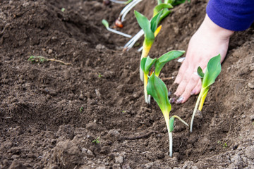 planting seedling