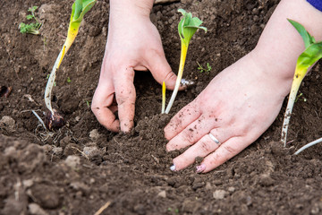 planting seedlings of pins in the soil. Planting peony flowers.