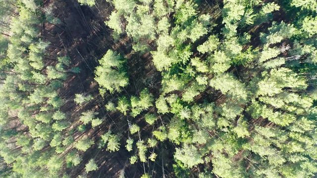 Drone shot flying forward through spring pine tree forest.  Sunny day, nature background.