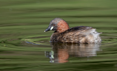 Little Grebe Swimming