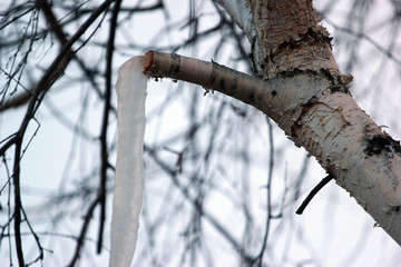 Frozen birch sap on a tree trunk