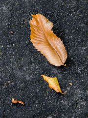 feuille chêne goudron asphalte automne morte nature arbre minimaliste