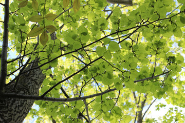 Fototapeta premium Spring is in the Air!