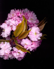 Photocopy of a bouquet of pink flowers