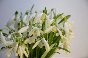  Beautiful bouquet of spring snowdrops on a light background
