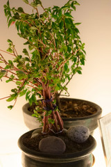 Bonsai close up