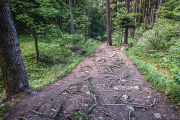 Road in forest in Slovak Paradise park in Slovakia