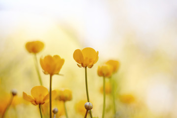 Yellow flowers of a buttercup - obrazy, fototapety, plakaty