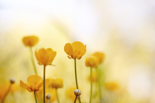 Yellow flowers of a buttercup