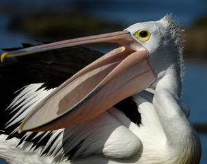 Pelican on the beach, Australia