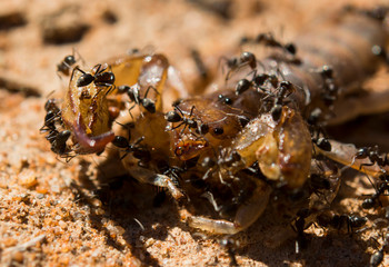 Ants eating a dead scorpion