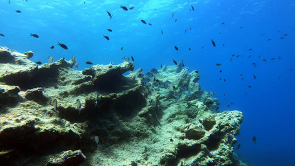 Fototapeta na wymiar The life of underwater fish. Beauty landscape