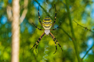 Black and yellow stripe Argiope bruennichi wasp spider on web