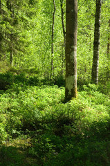 path in the forest