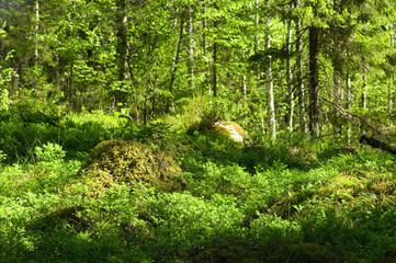 forest in spring