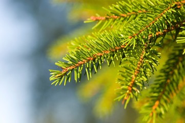 green branch of a tree