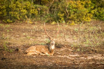 Wild Spotted deer, The chital or cheetal (Axis axis) in Yala National park, Sri Lanka, scene from...