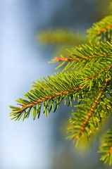 Picea