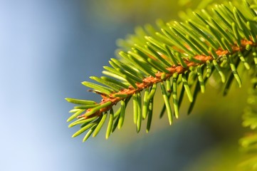 Picea