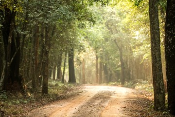 View of dusty road n the tropical forest, Sri Lanka, exotic adventure in Asia, green leaves, background, Upper Branches Of Tree With Fresh Green Foliage, sun rays in canopy