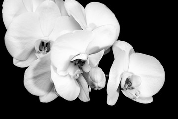 Fototapeta na wymiar White orchid flower phalaenopsis, phalaenopsis or halyard on a black background. White phalaenopsis flowers.