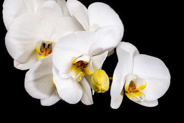Naklejka na ściany i meble White orchid flower phalaenopsis, phalaenopsis or halyard on a black background. White phalaenopsis flowers.