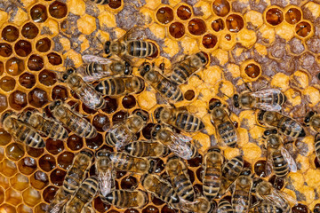 A bunch of bees on a honeycomb 