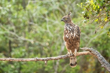 Changeable hawk-eagle or crested hawk-eagle (Nisaetus cirrhatus), bird of prey of the Indian rain forest, India and Sri Lanka, close up raptor portrait,bird perching on tree in Wilpattu National Park