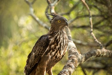 Changeable hawk-eagle or crested hawk-eagle (Nisaetus cirrhatus), bird of prey of the Indian rain forest, India and Sri Lanka, close up raptor portrait,bird perching on tree in Wilpattu National Park