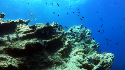 The life of underwater fish. Beauty landscape