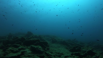 Fototapeta na wymiar Underwater Scene Background, Diving