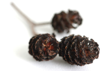 pine cone on white background