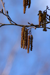 branch of willow on background of blue sky