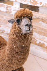 Obraz premium Lama in the enclosure of a contact zoo.Concept of keeping wild animals in captivity.Selective focus.