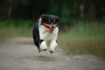 Obraz premium the dog runs to the camera. Fluffy Autralian Shepherd in nature. Pet on the grass.