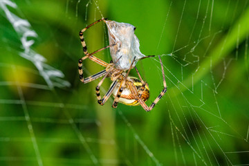 Wasp spider (Argiope bruennichi) on web with prey. Black and yellow stripe Argiope bruennichi wasp spider on web